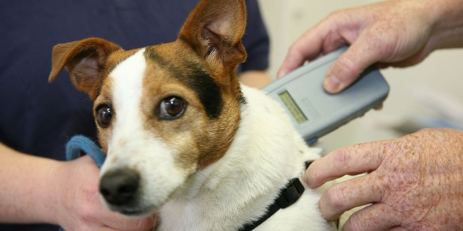 Jack-Russel-called-Freedie-getting-microchipped-at-the-ISPCA.jpg-660x330