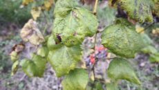 Forrás: Bátorkeszi - FitoplazmaVész Facebook-oldal