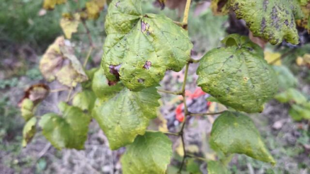 Forrás: Bátorkeszi - FitoplazmaVész Facebook-oldal