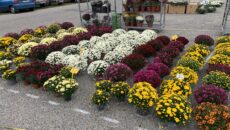 Virágok a komáromi piacon