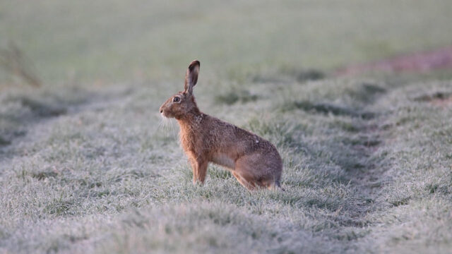 Illusztrációs felvétel (Pexels)